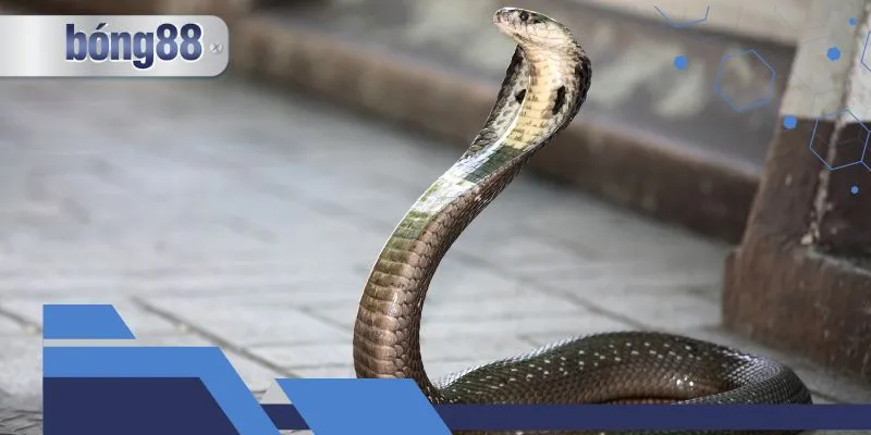 Sơ lược thông tin về hiện tượng